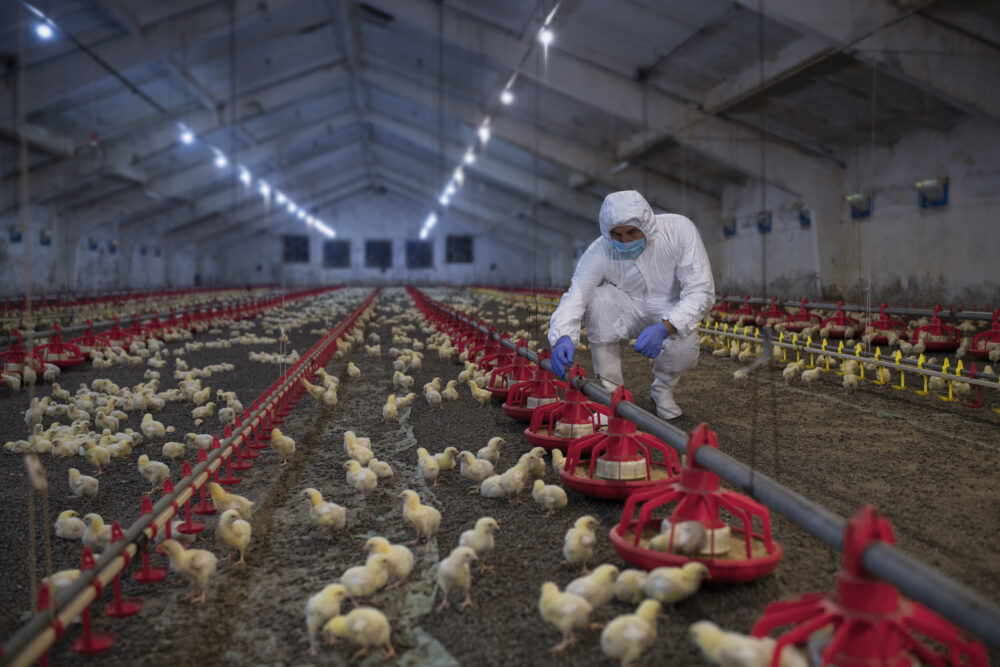 Male veterinarian on a poultry farm wearing personal protective equipment