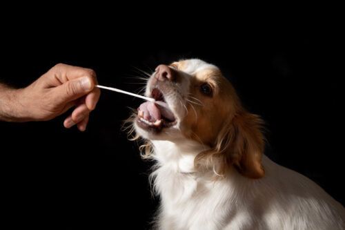 A brown and white dog having their mouth swabbed to obtain a DNA sample