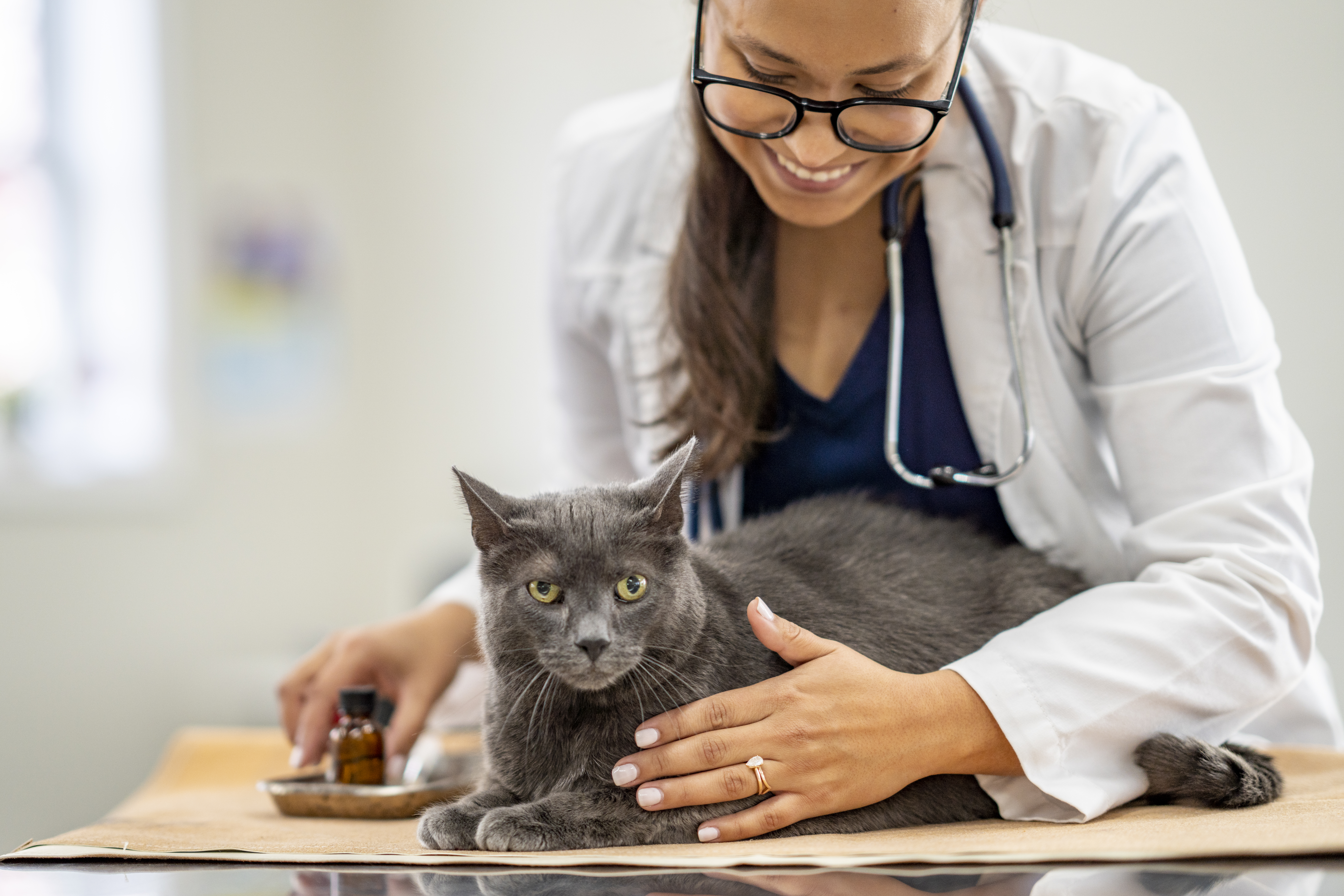 A female veterinarian holding a grey cat on an exam table