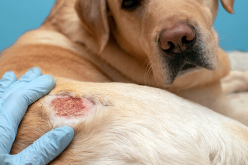 Atopic dermatitis in a dog. Allergic reaction in animals.