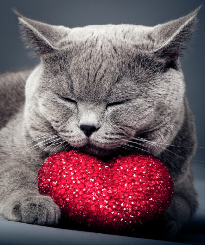 British shorthair cat with a heart pillow