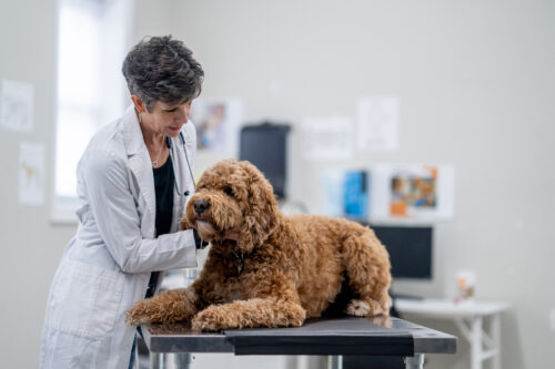 A female veterinarian examines a large poodle mix dog on an exam table
