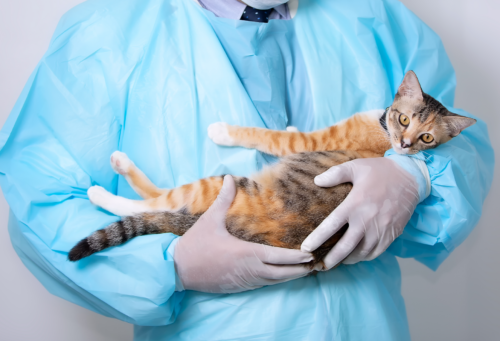 person wearing ppe holding a cat