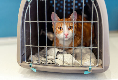 Cat in carrier ready for evacuation