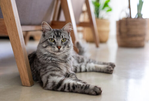 Cat with Feline infectious peritonitis