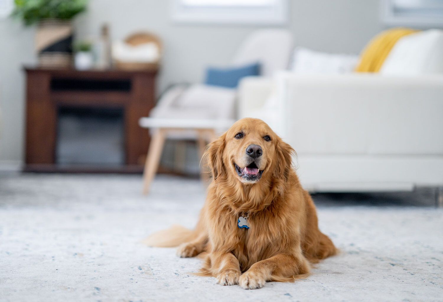 Dog being good for pet sitter