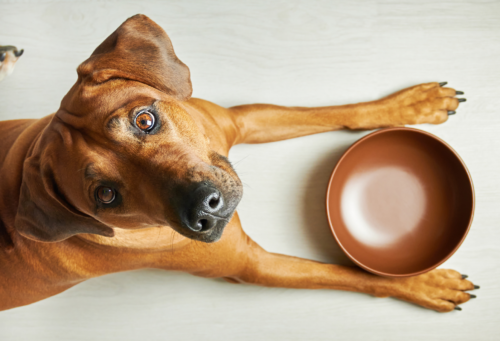 dog with bowl