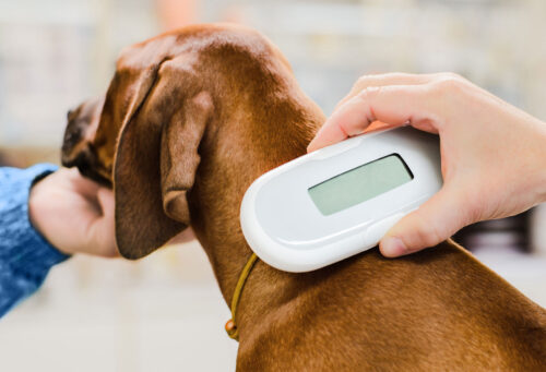 Scanning a pets microchip