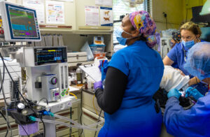 Veterinary staff closely monitor an anesthetized patient.