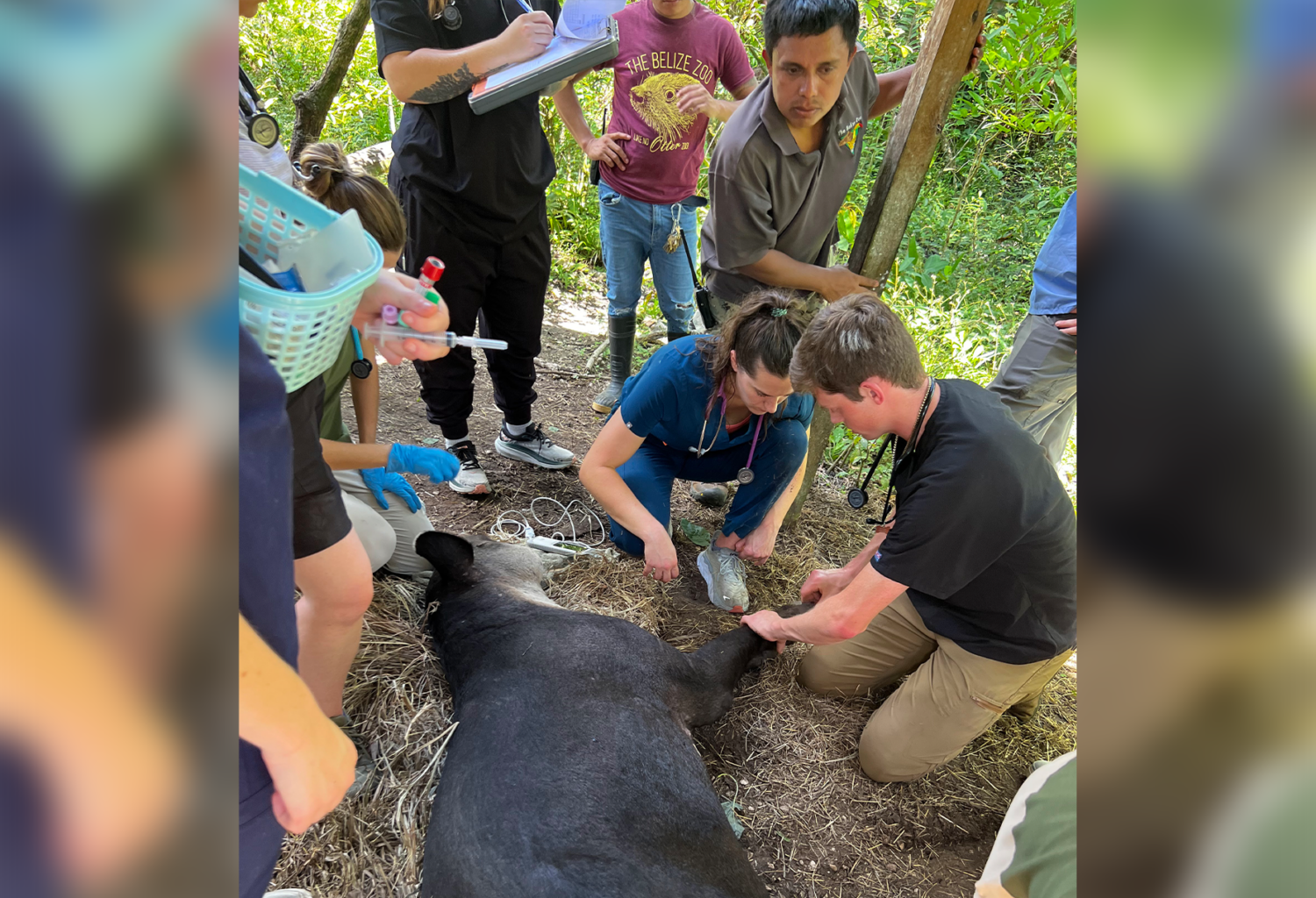 veterinarians work with animals in Belize jungle