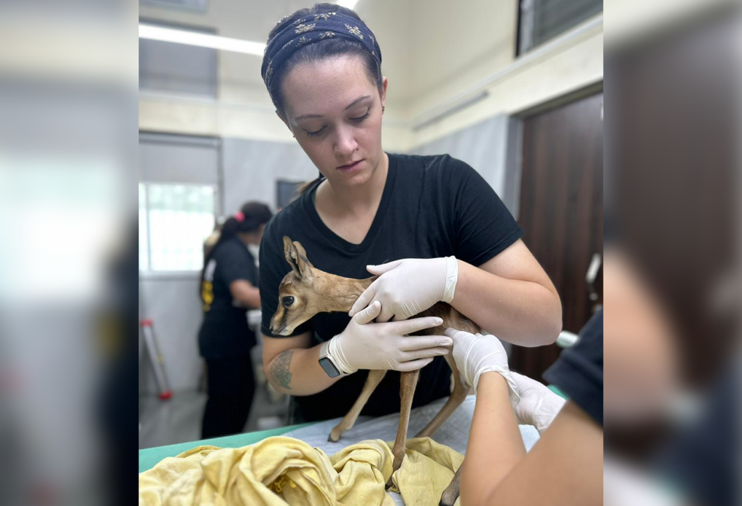 Veterinary technician gives a chinkara a check up
