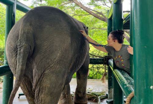 Veterinary technician monitors elephant in Thailand for colic