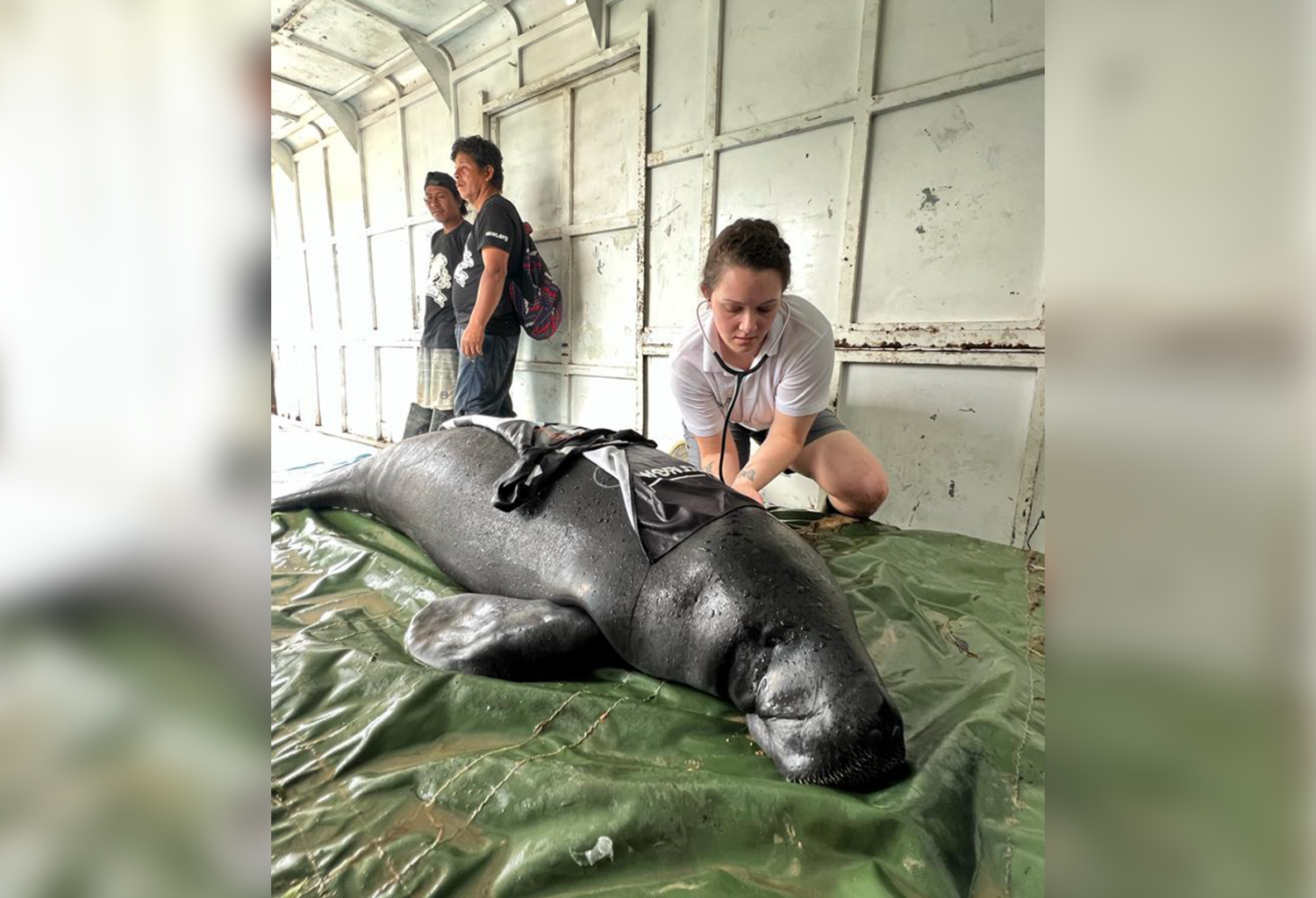 Veterinarians transport a manatee for monitoring