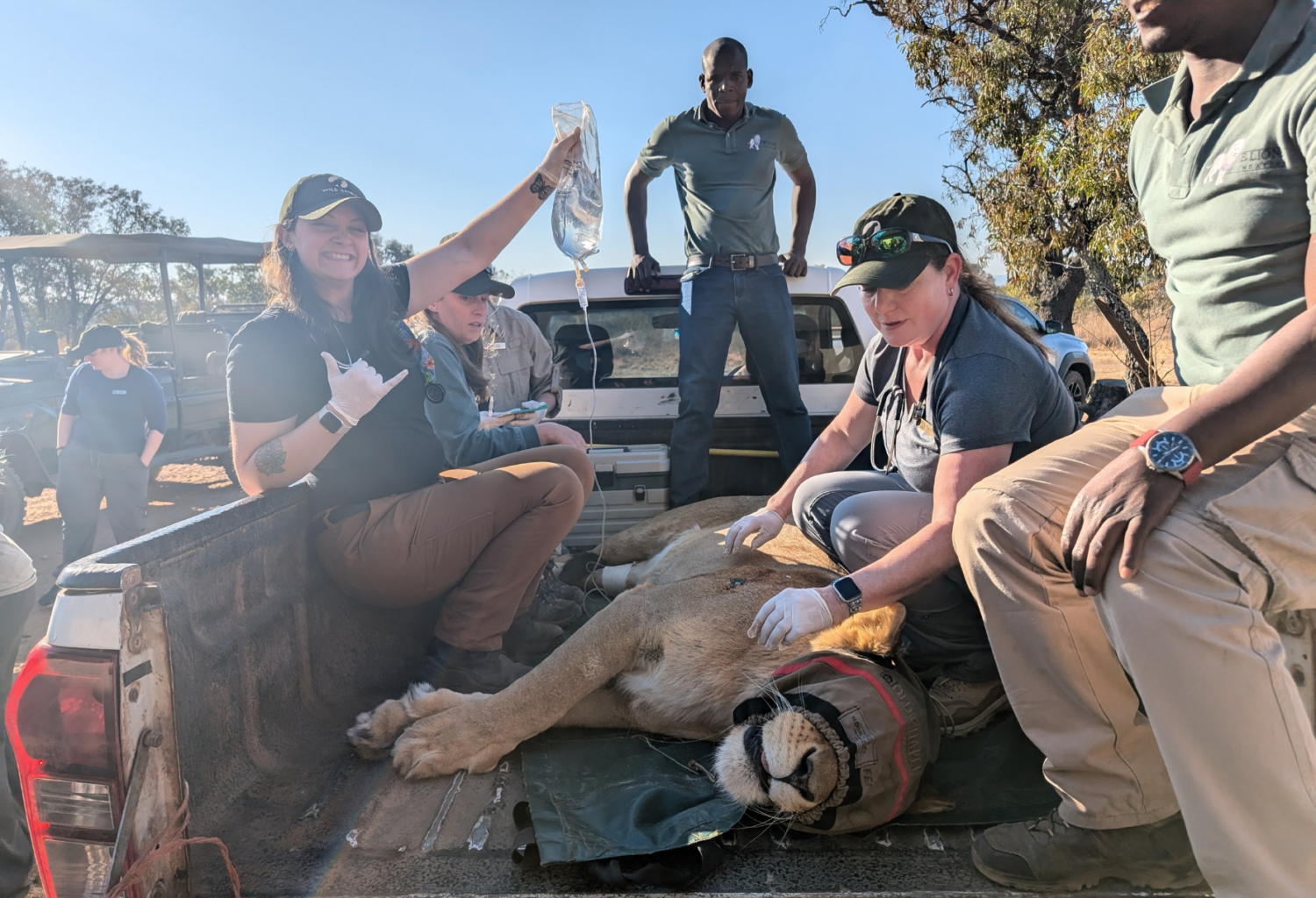 veterinarians transport lioness in South Africa