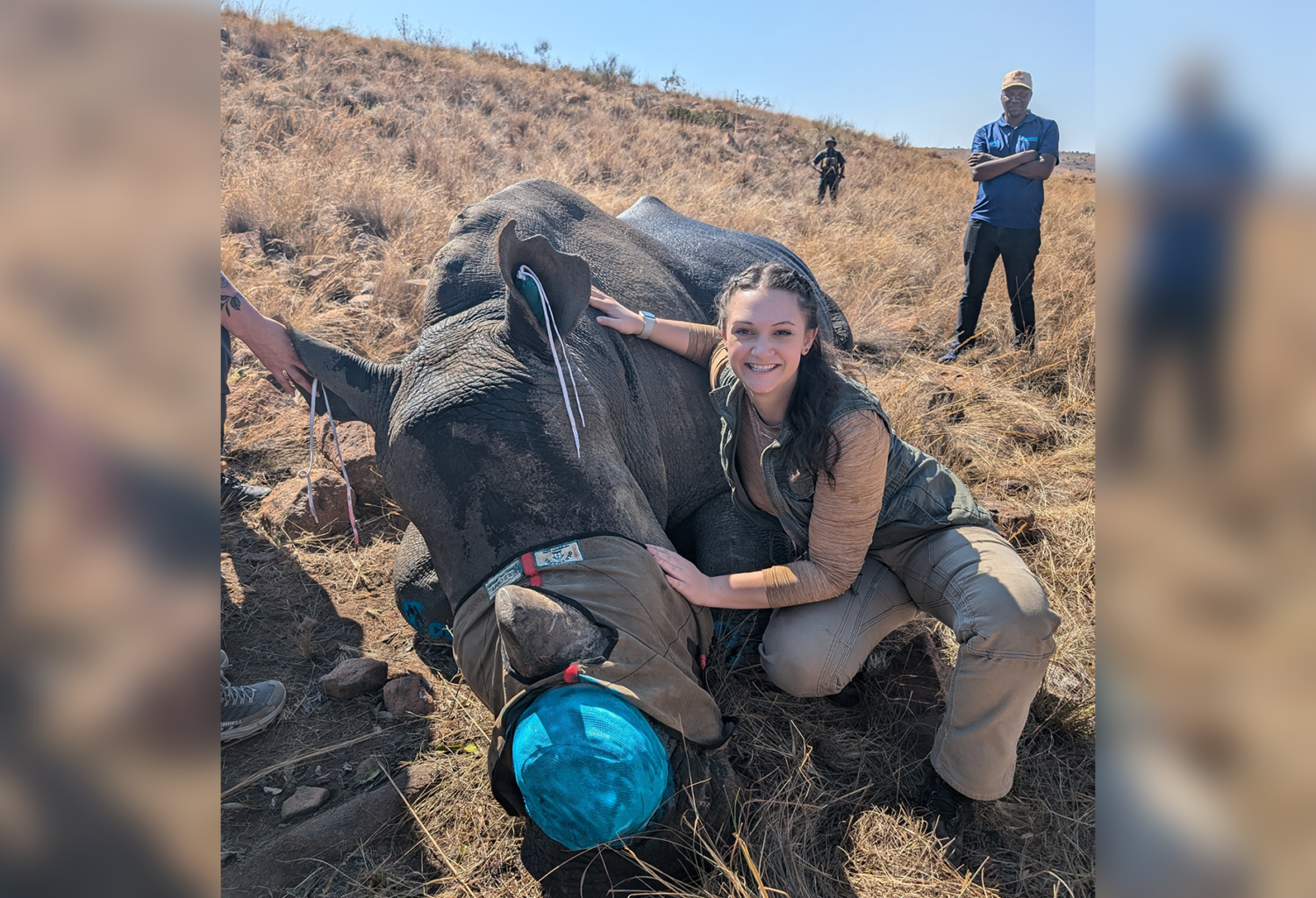 Veterinarian treats rhino with infected horn in South Africa