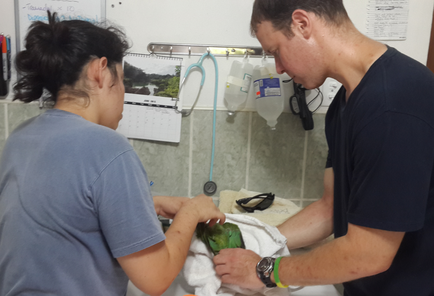 Veterinarian and assistant treat parrot