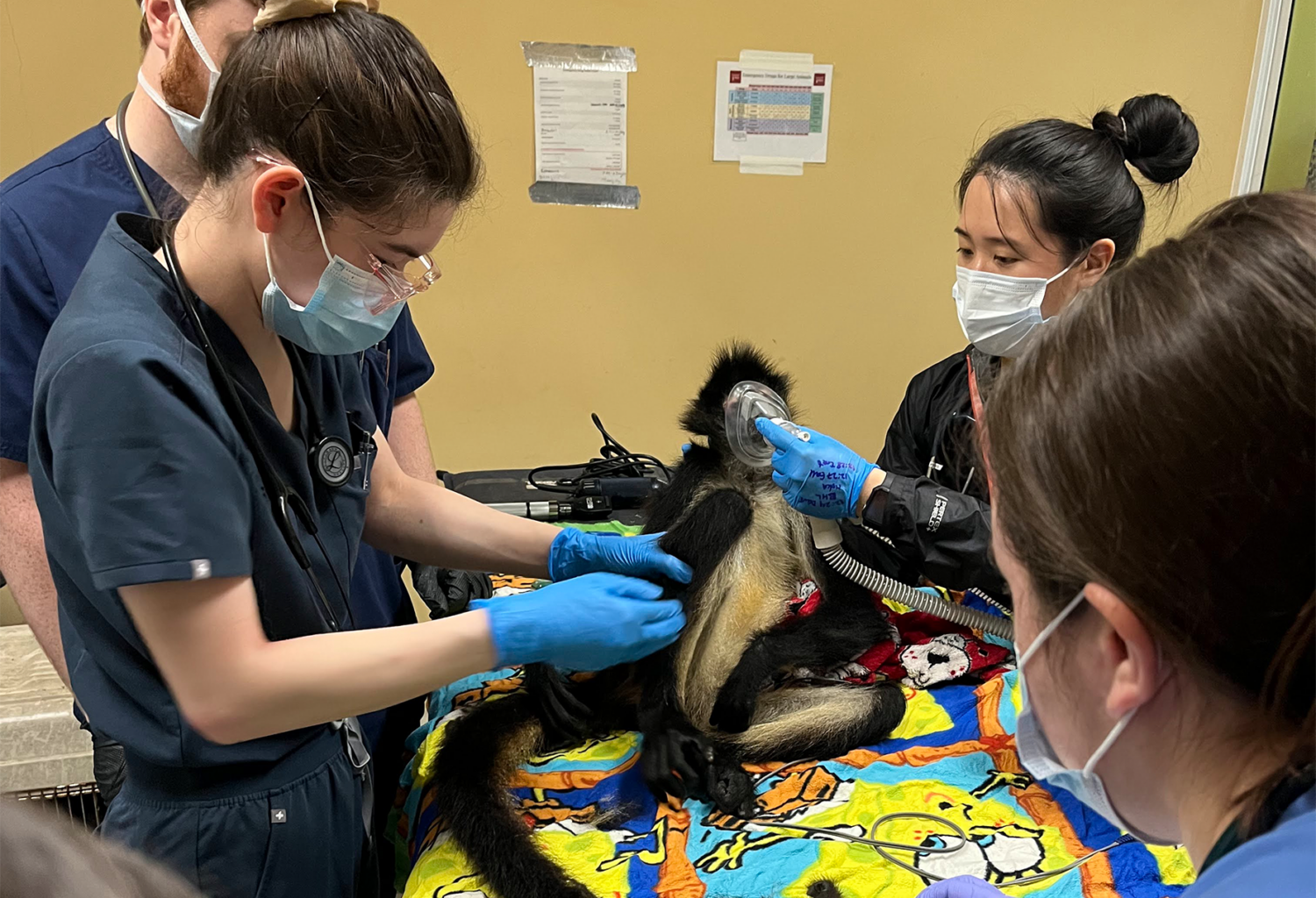 Veterinary team treats monkey at Belize Zoo