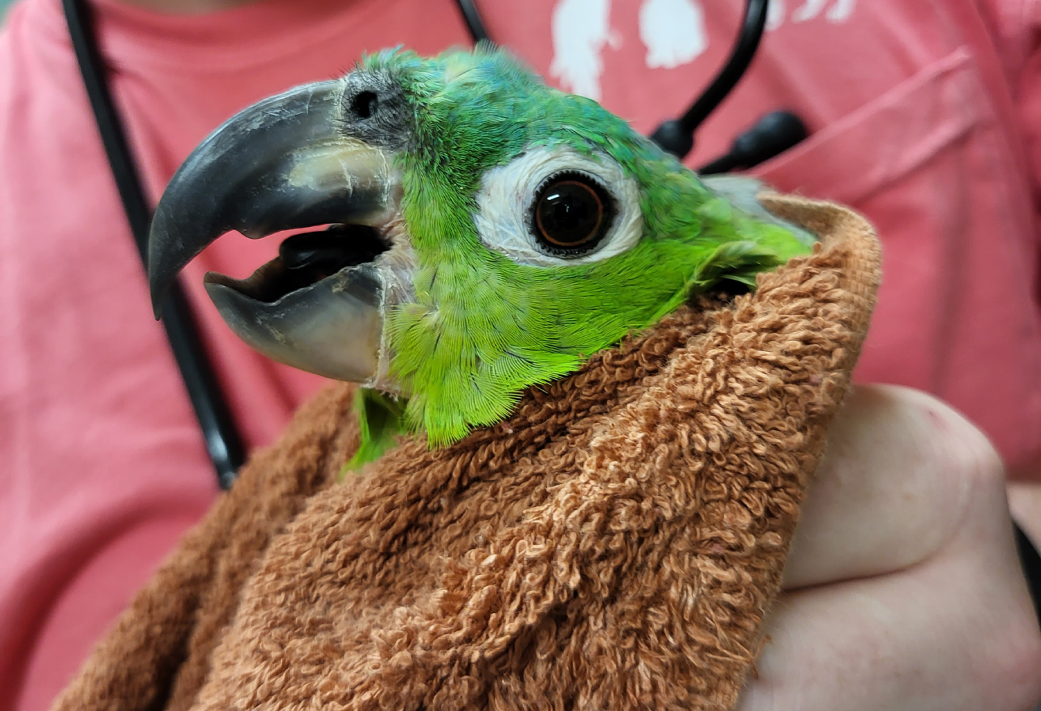 Veterinarian holds green parrot