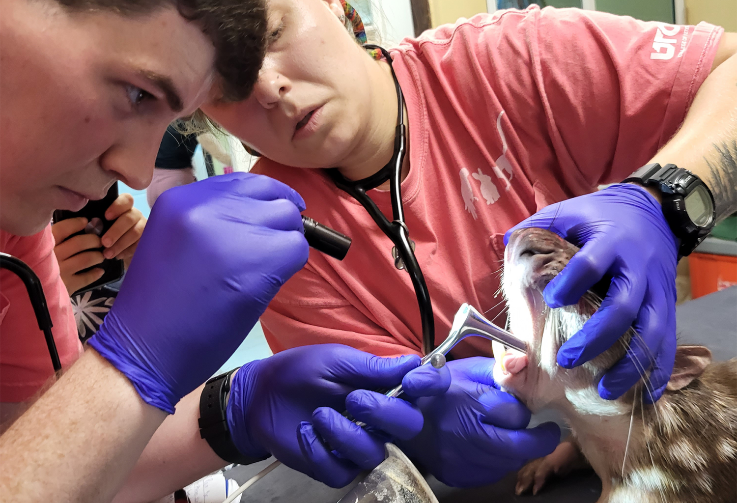 Veterinarian volunteers abroad through The Belize Zoo