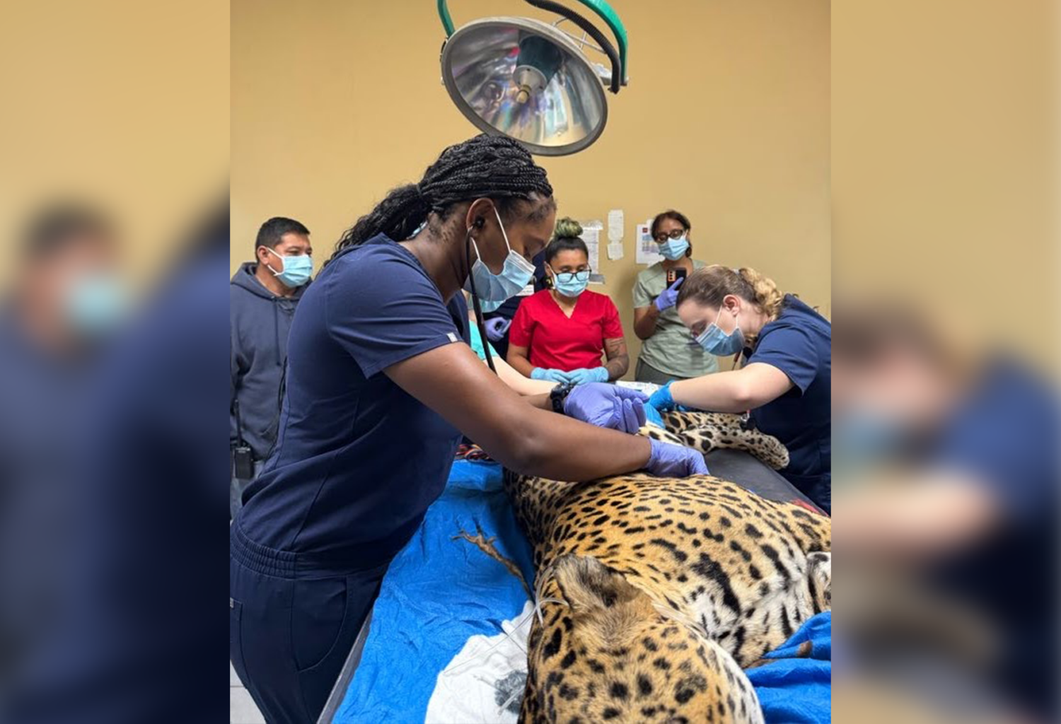 Veterinarian treats cheetah