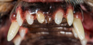 image of discolored dog teeth