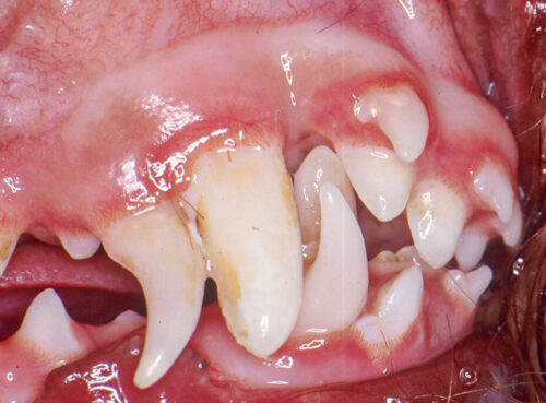 Image showing multiple persistent primary teeth in a dog