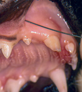Close up of dog's mouth getting an injection