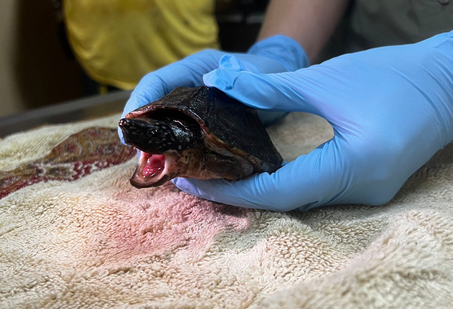 Turtle receives veterinary care