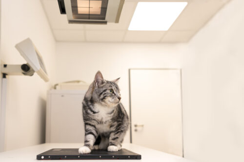 A grey tabby cat crouching on an x-ray table, not being restrained by anyone