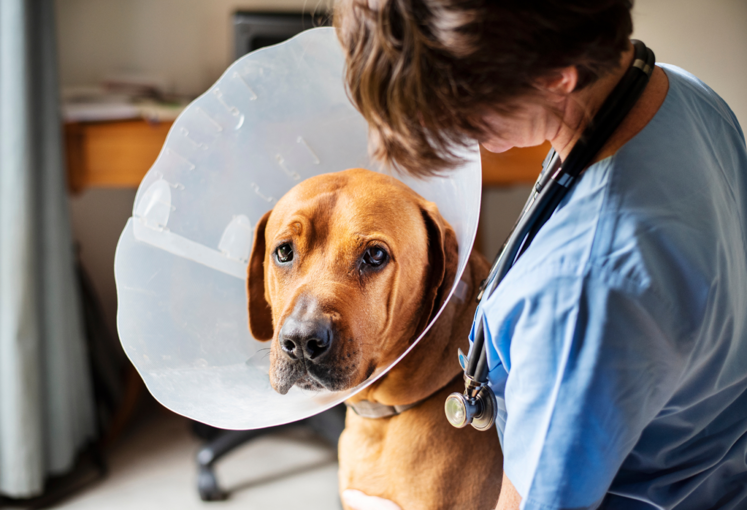 veterinarian with dog in cone