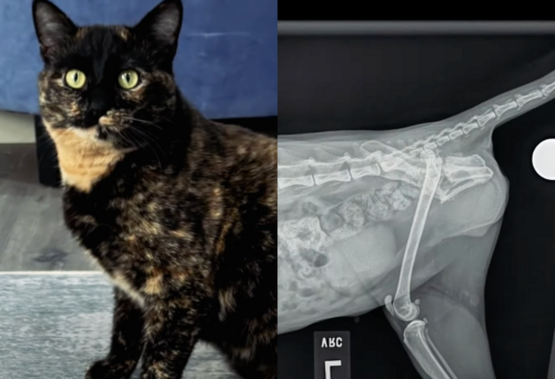 Moira x-ray