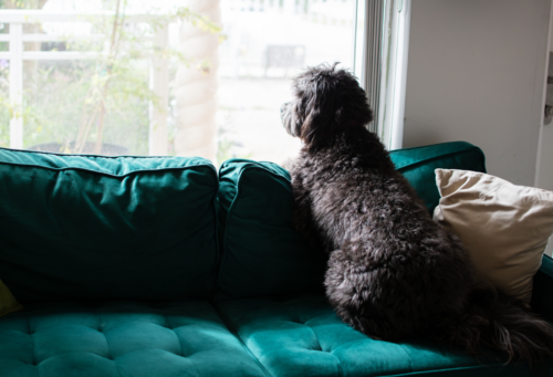 dog sitting on couch looking out window