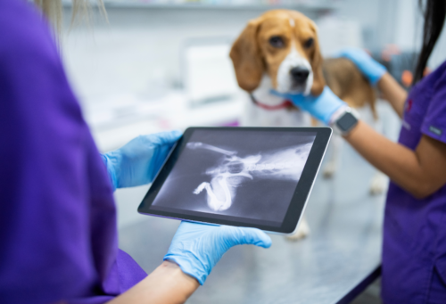 Two female vet doctors looking at an x ray image of a dog.