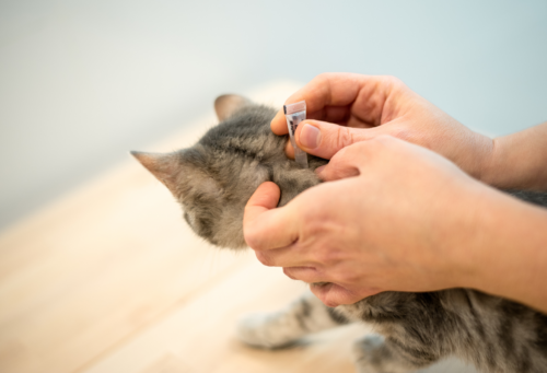 gray cat getting flea medicine applied on back