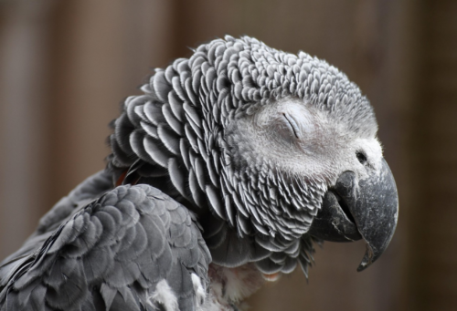 Up close Grey Parrot with eyes closed