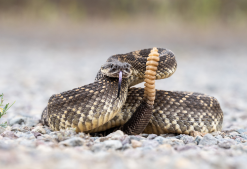 rattlesnake on the ground