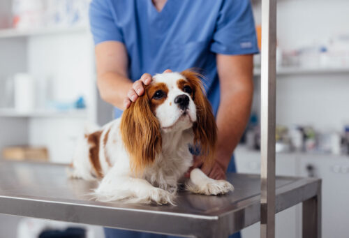 Pet at chosen veterinarian