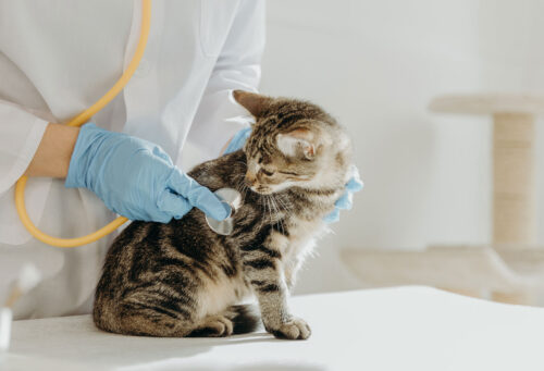 Pet cat being examined at veterinary specialist