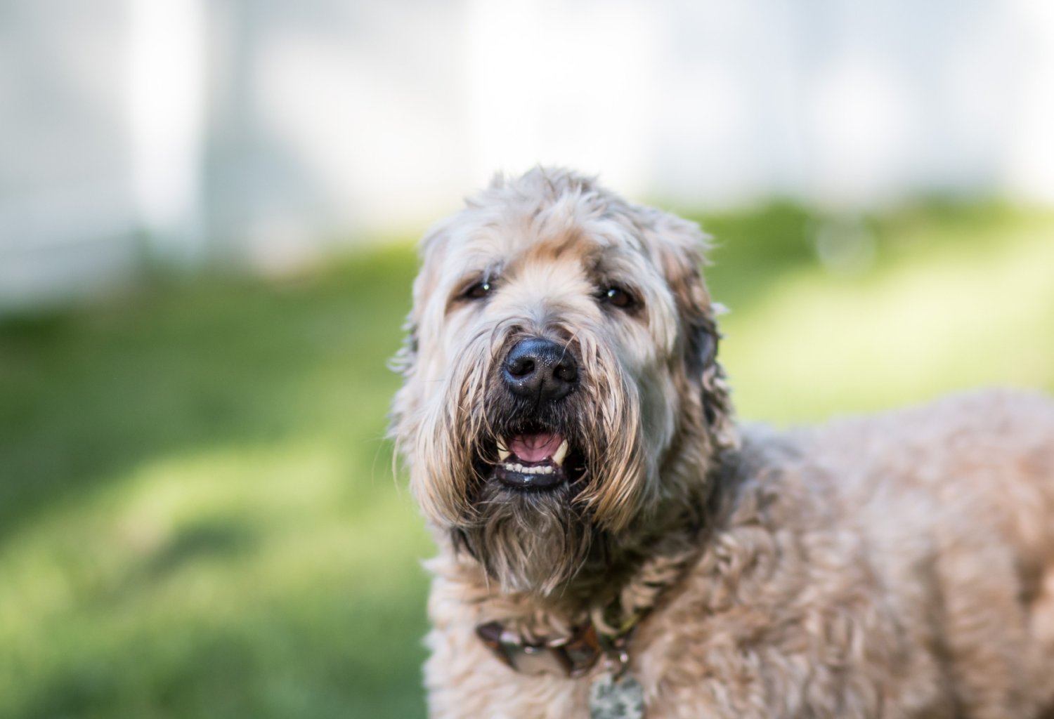 Soft-coated Wheaten terrier outside