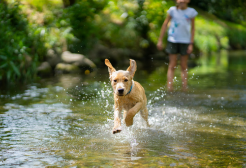 yellow lab puppy running through water
