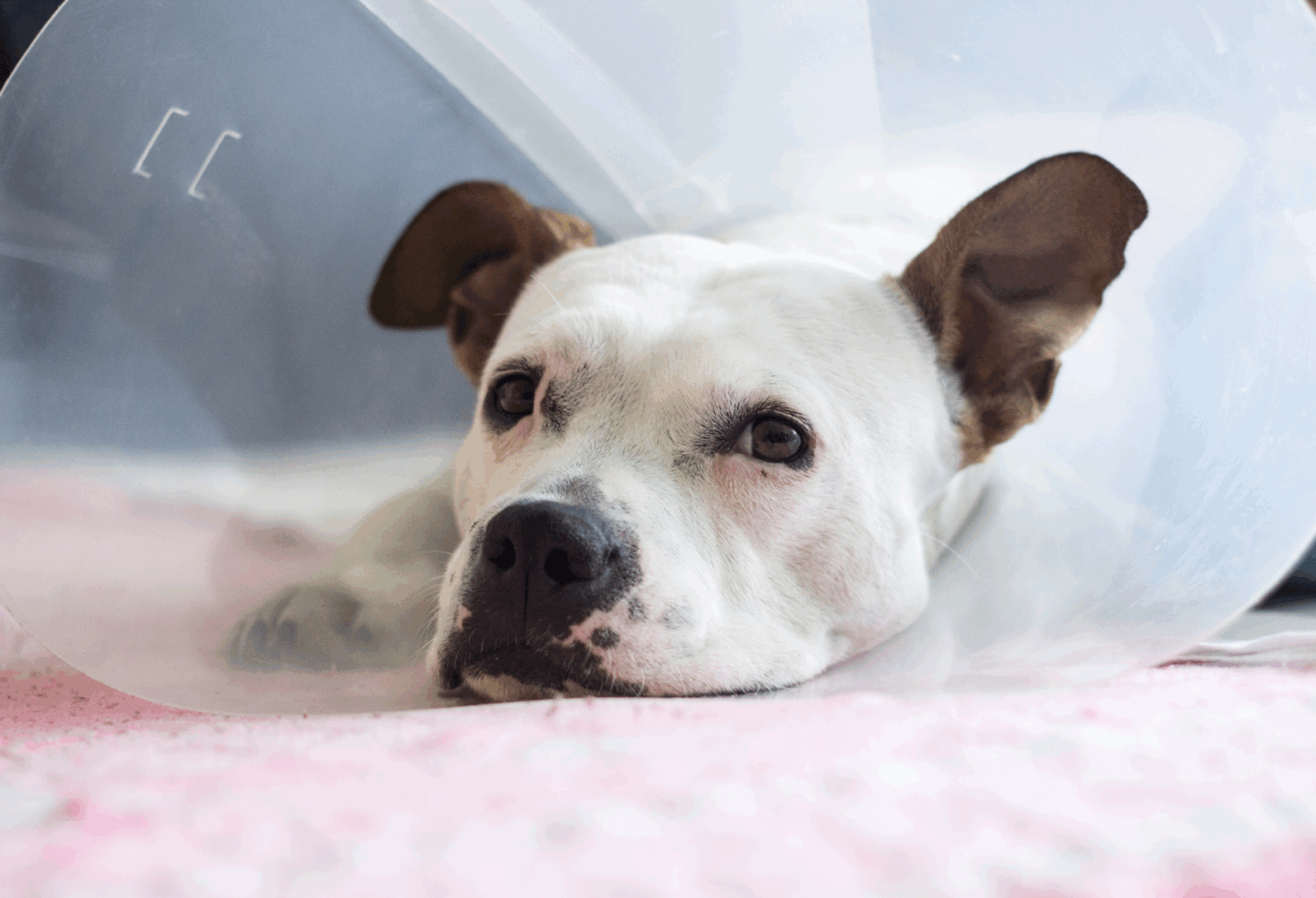 white dog in cone