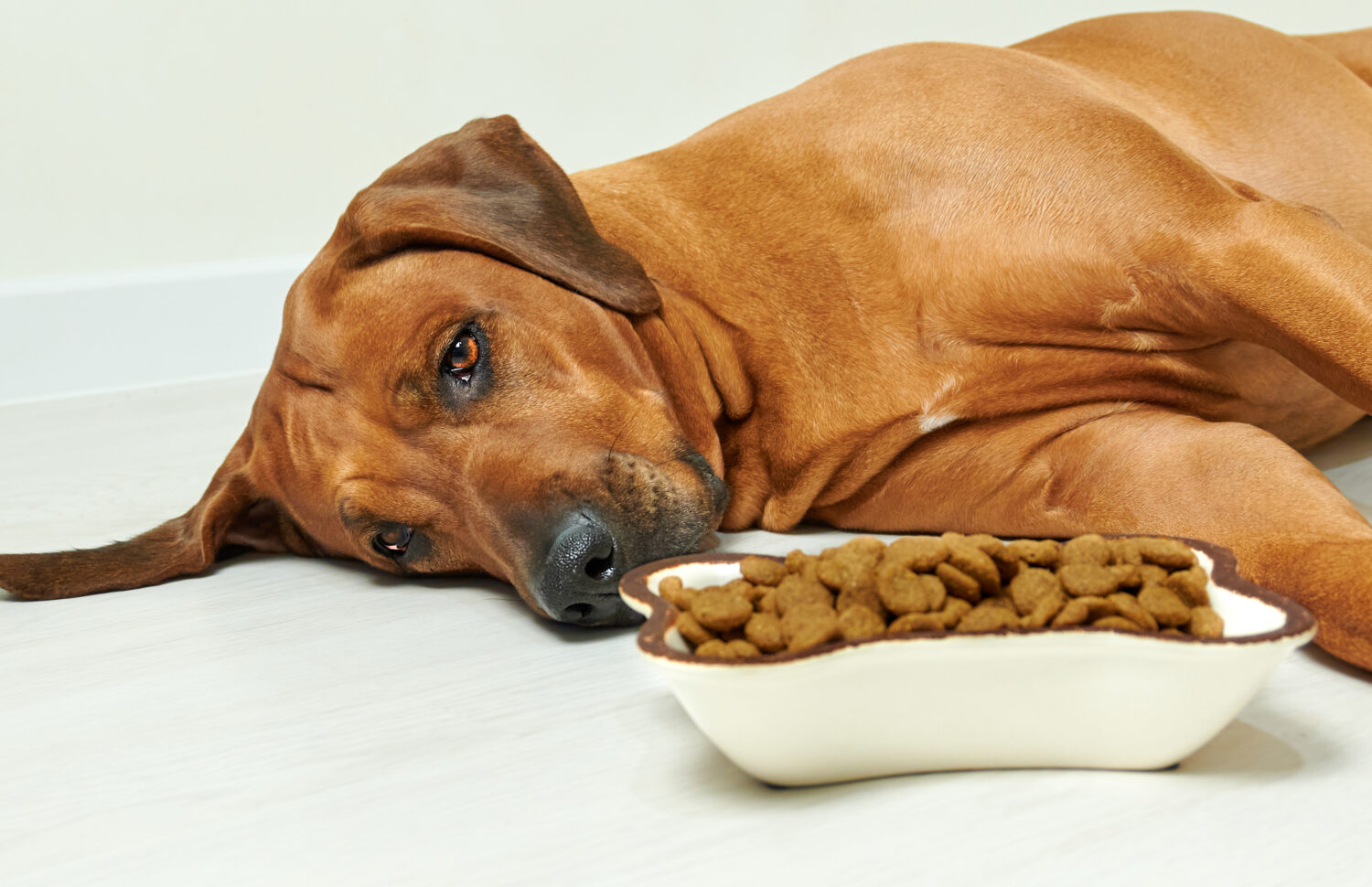 Sick or sad Rhodesian ridgeback dog lying on the floor next to bowl full of dry food and refusing to eat