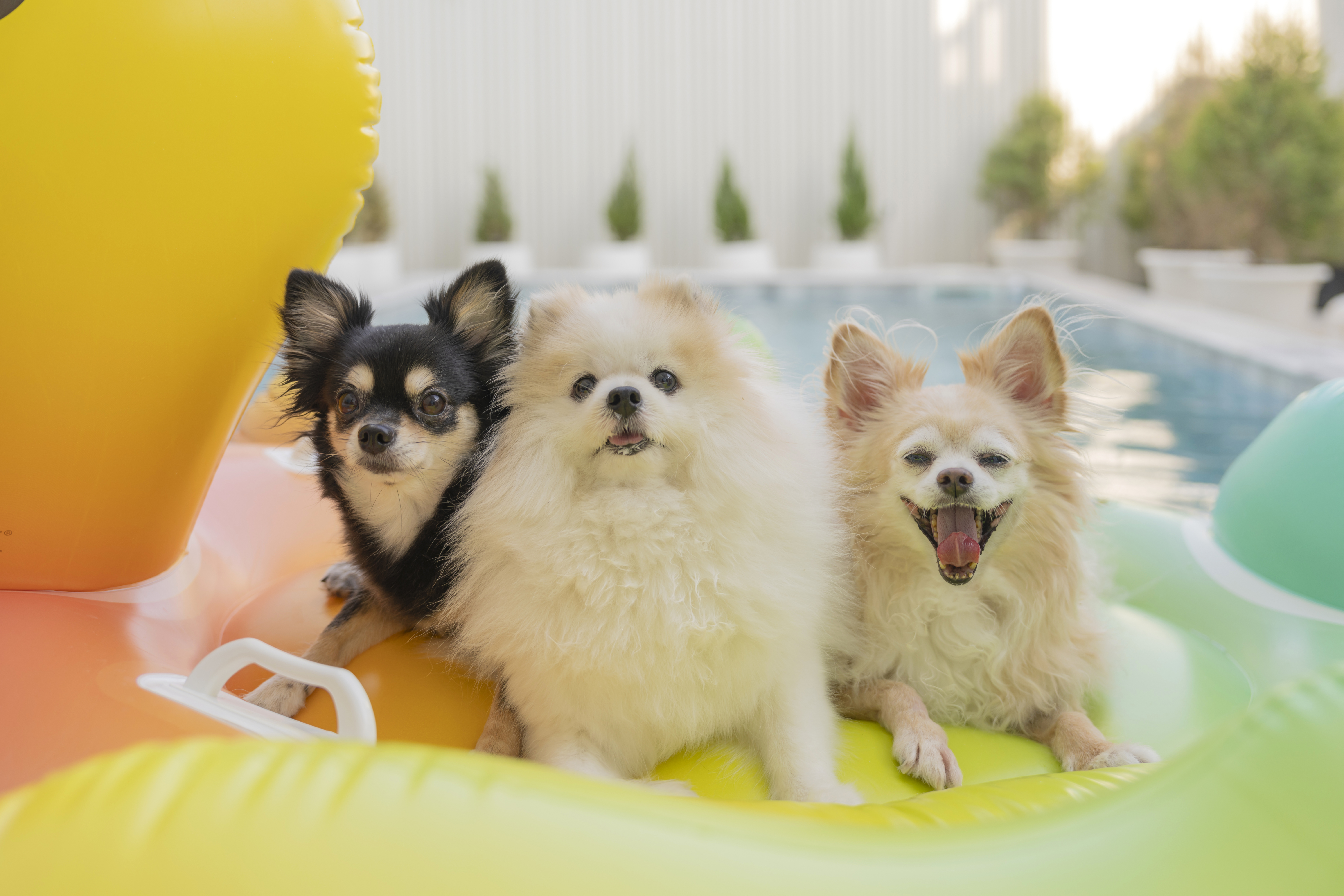 three small dogs on raft in pool