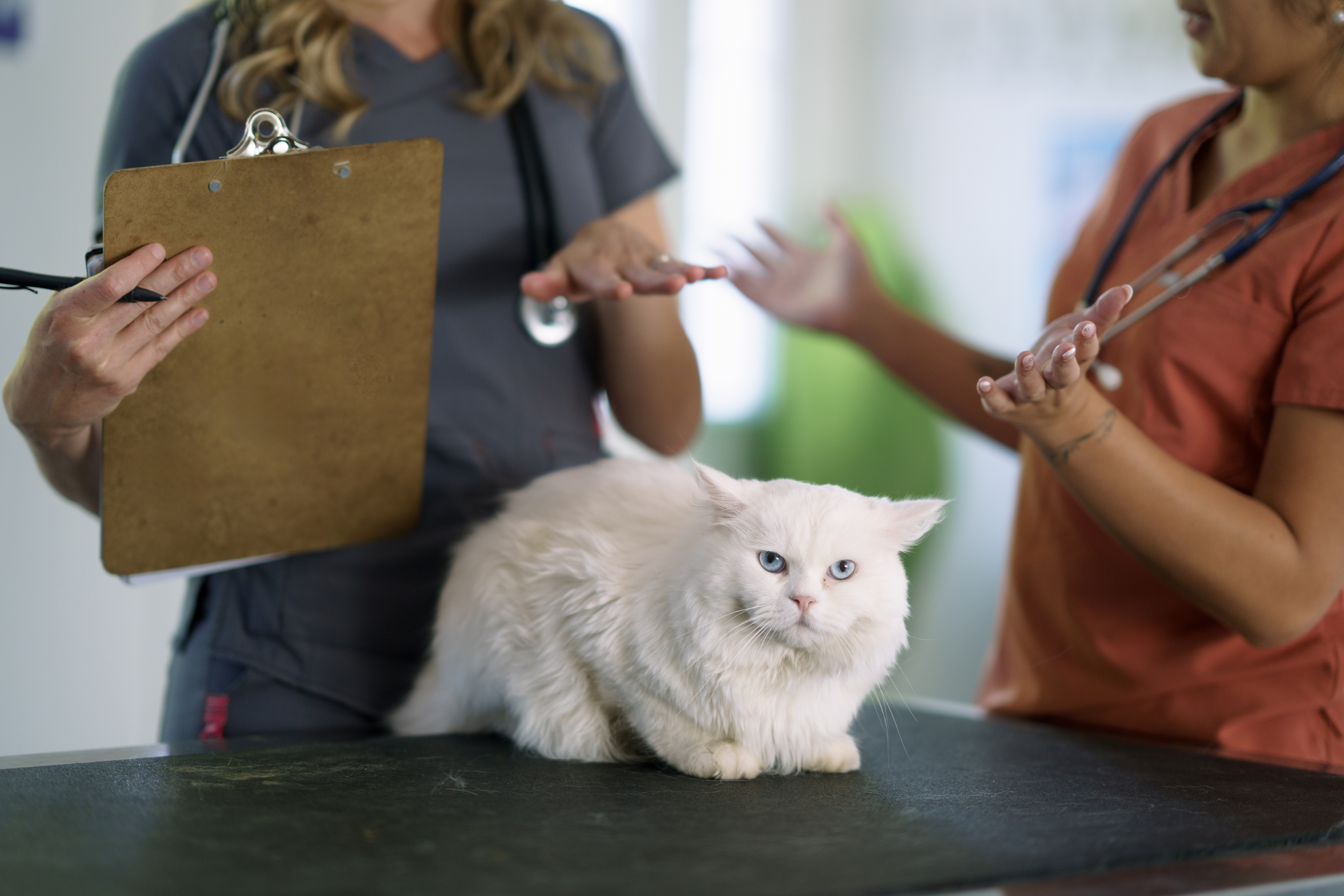 A beautiful white cat sits calmly on a table while being examined by veterinarians at a professional clinic, showcasing the care and expertise of animal healthcare professionals.