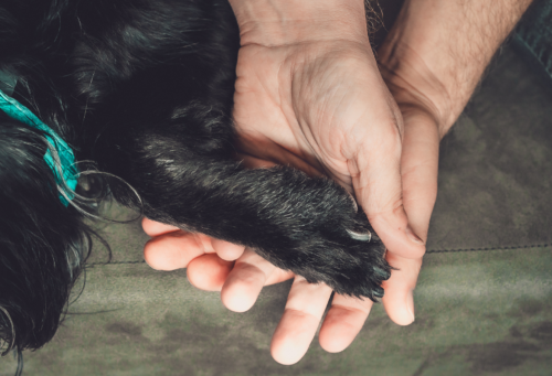 End-of-life photoshoot with dog paw and human hands