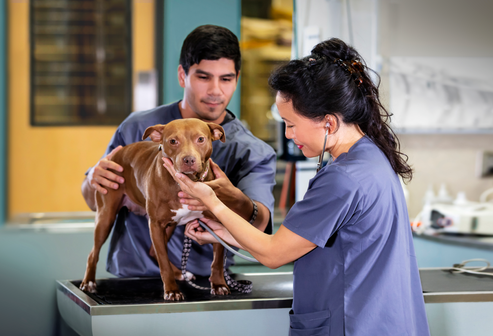 Vets examine a dog