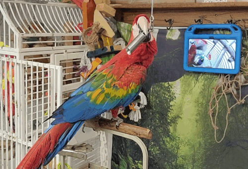 parrot with tablet