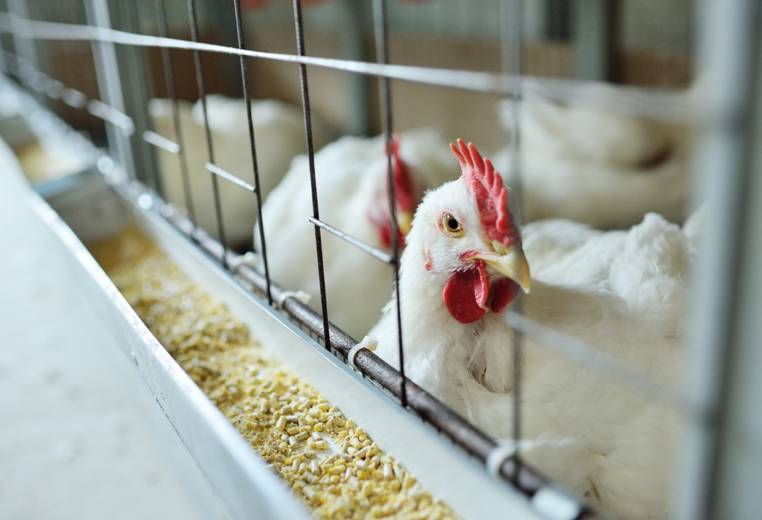 chicken in a cage
