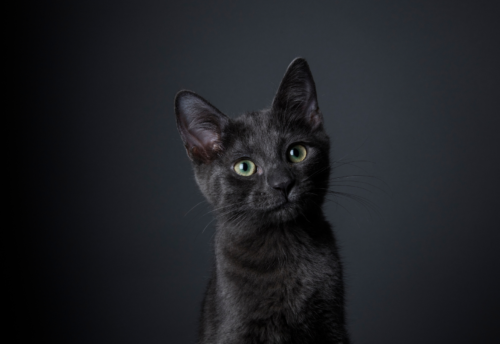 A black kitten with green eyes against a black background
