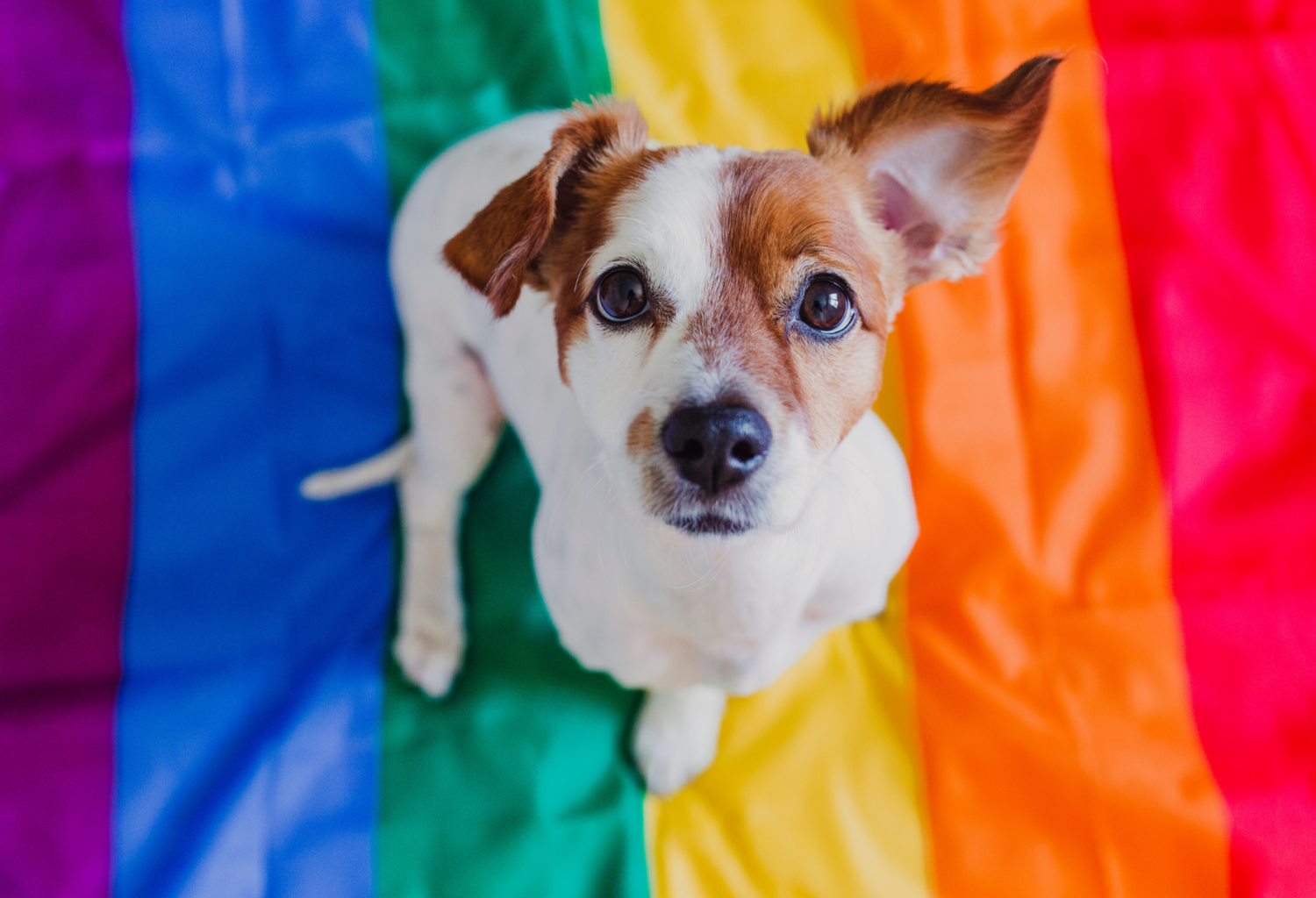 dog sitting on pride rainbow flag, smiling up at the camera